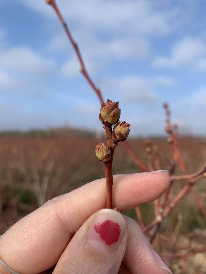 Blueberries at bud burst growth stage.